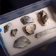 The recovered pieces of the Luzia skull.